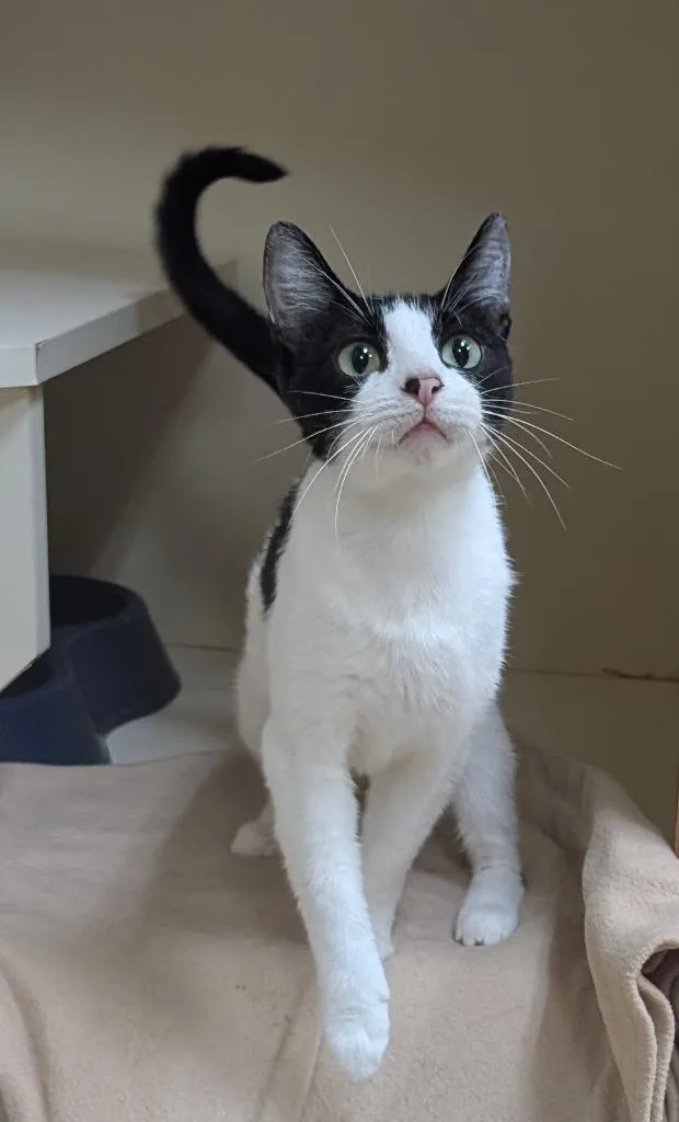 An adult medium-sized female Domestic Short Hair cat named Simona for adoption in Little Rock, AR