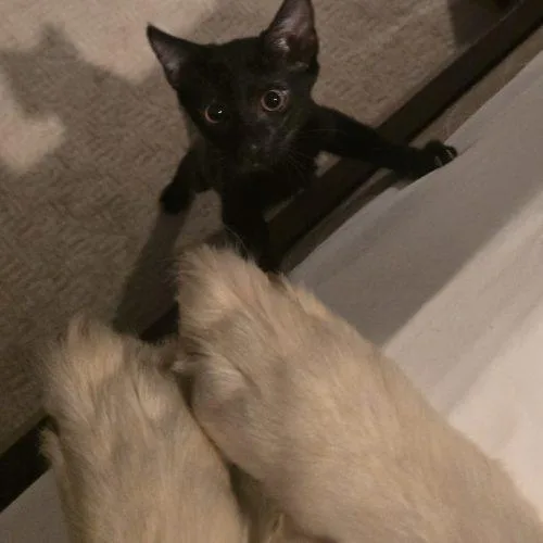 A baby small-sized female Domestic Short Hair cat named $. for adoption in Knoxville, TN