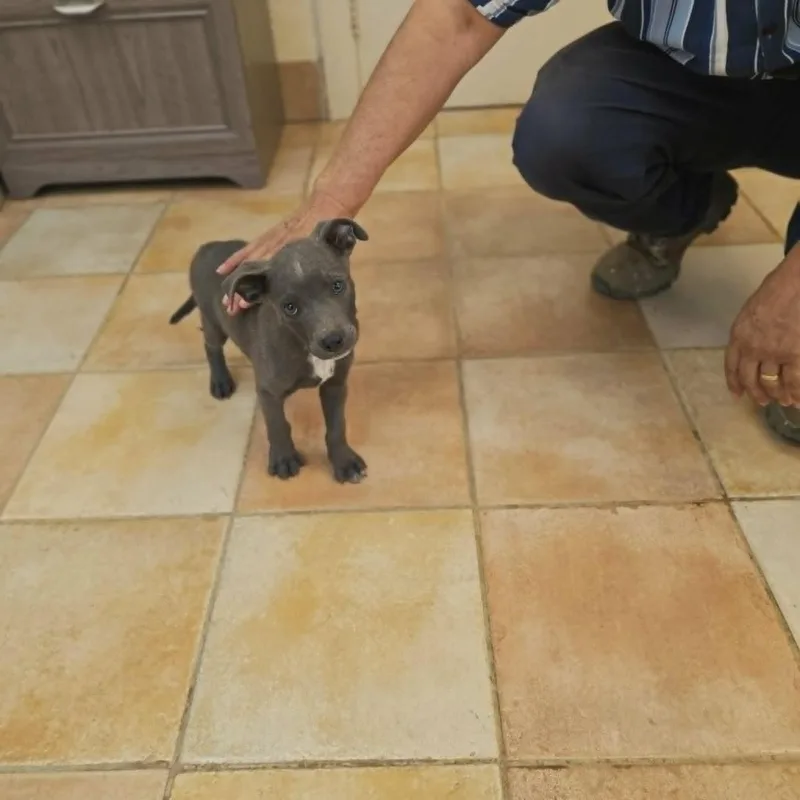 A baby medium-sized male Pit Bull Terrier dog named Marvel for adoption in California City, CA