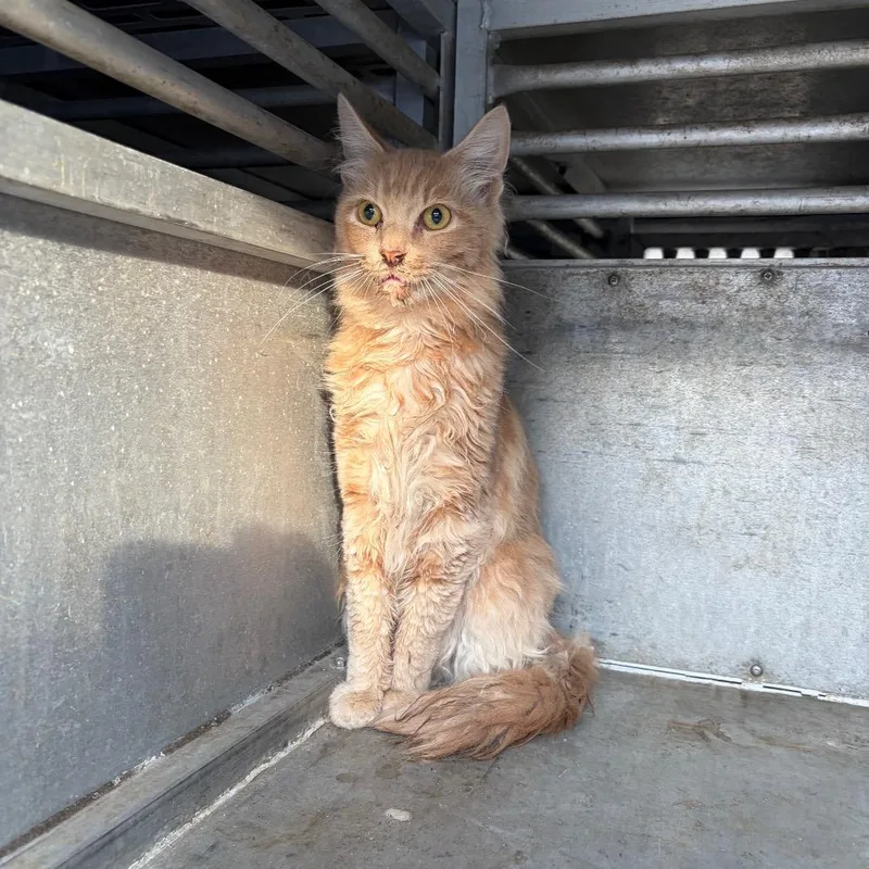 Jar Jar Binks thumbnail 2