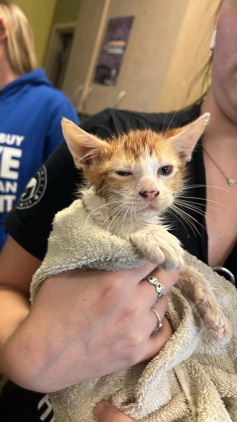 A baby small-sized male White Domestic Short Hair cat named Pickles for adoption in Rockwall, TX