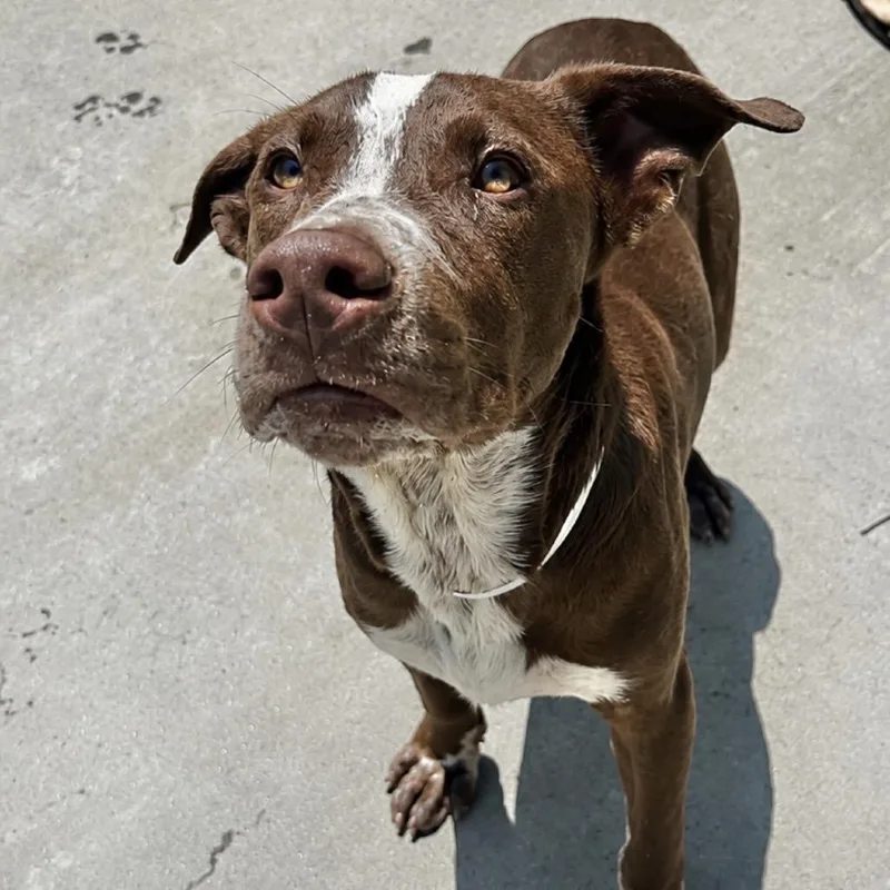 A young medium-sized male Brown / Chocolate Pointer dog named Fred Durst for adoption in Parrish, AL