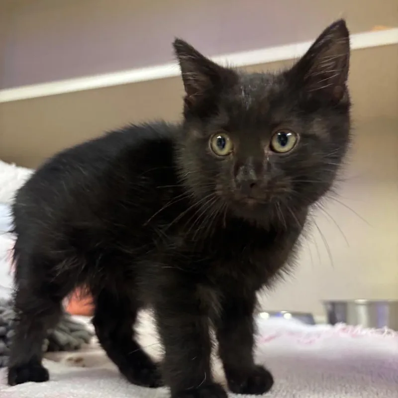A baby small-sized female Black Domestic Short Hair cat named Miley for adoption in New York, NY