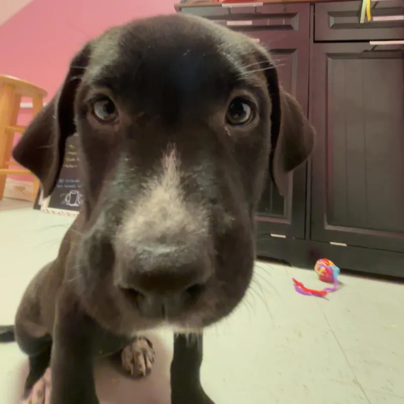 A baby medium-sized female Black Mixed Breed dog named Taurus for adoption in Webster, TX