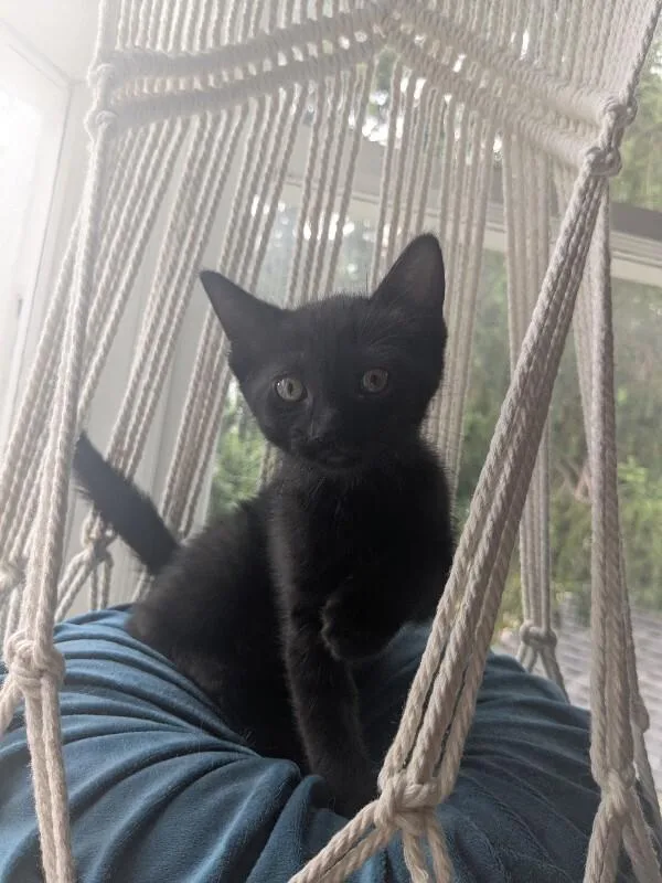 A young medium-sized female Black Domestic Short Hair cat named Ember for adoption in Grand Rapids, MI