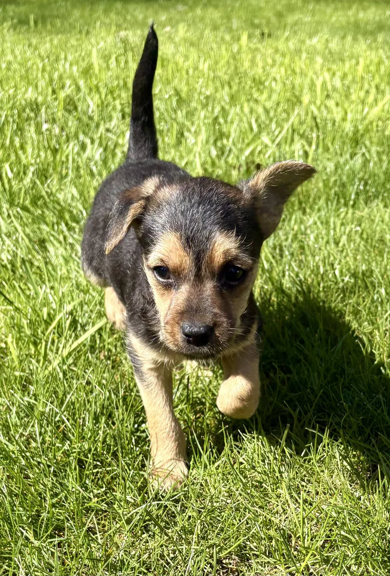 A baby small-sized male Bicolor Chihuahua dog named Lucky for adoption in Chesterfield, MI