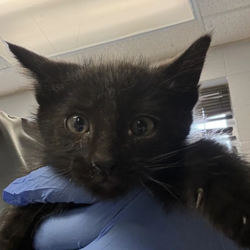 A baby small-sized male Black Domestic Short Hair cat named Sprout for adoption in Amarillo, TX
