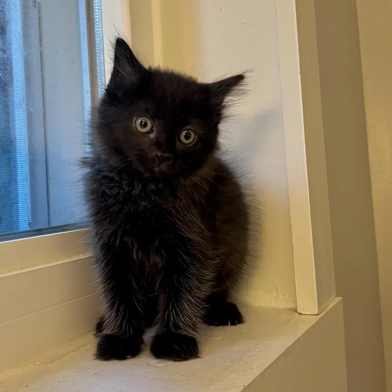 Kiki
