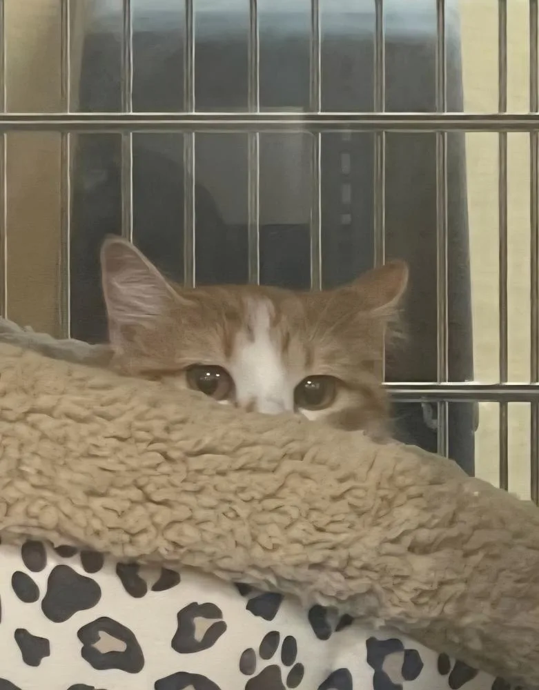 An adult medium-sized female Tabby (Orange / Red) Domestic Short Hair cat named Pumpkin. for adoption in Metamora, IL