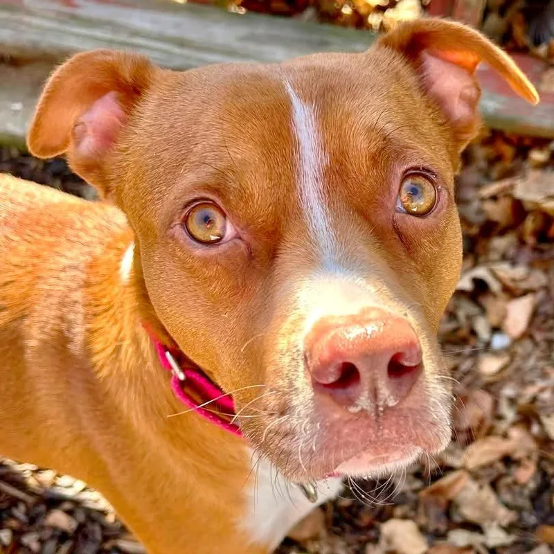 An adult medium-sized male Red / Chestnut / Orange Boxer dog named Squidley for adoption in Deerfield, IL