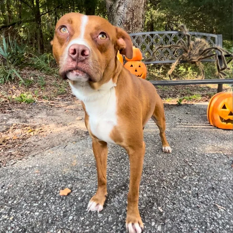 Squidley thumbnail 3