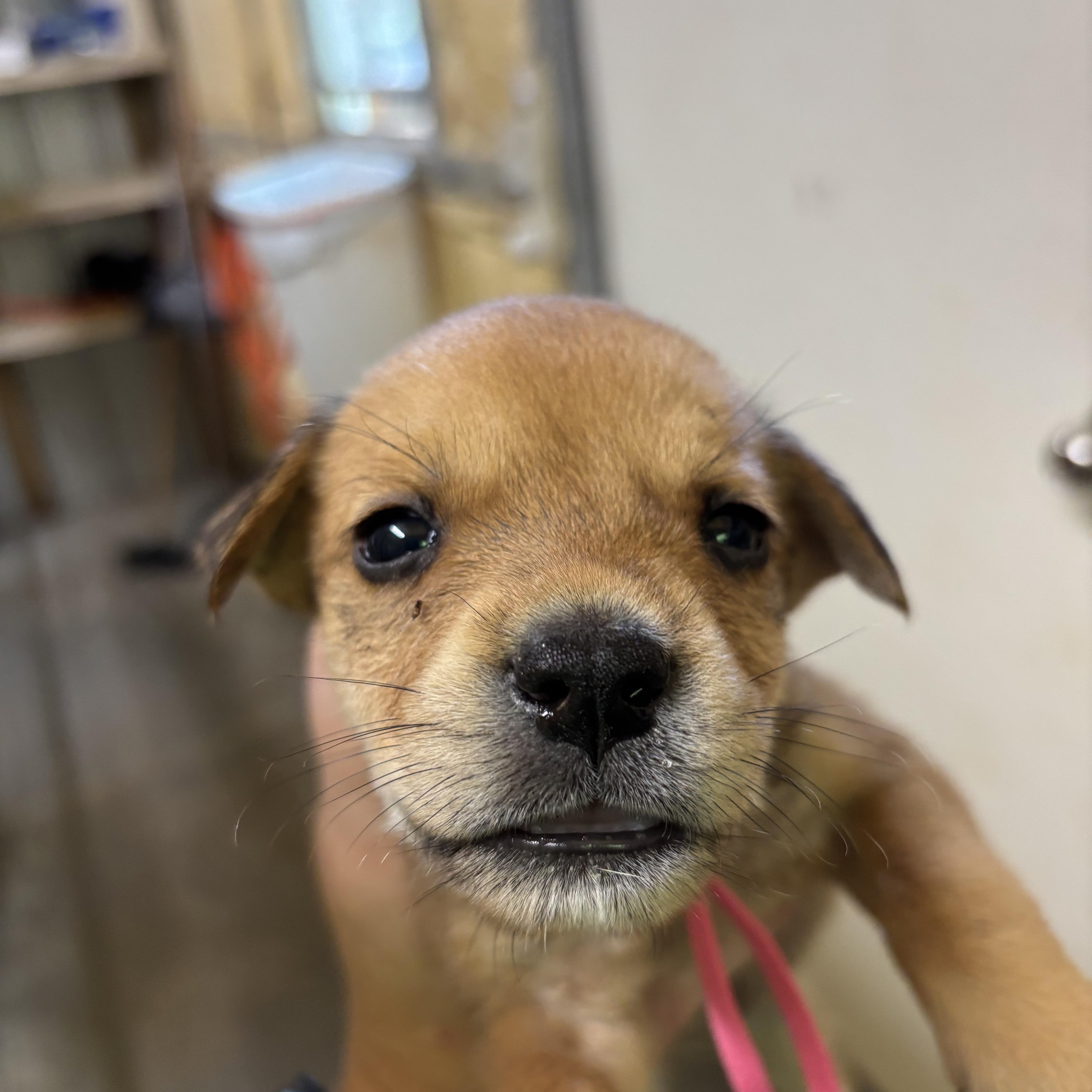 A baby medium-sized female Apricot / Beige Mixed Breed dog named Clover for adoption in Ruston, LA