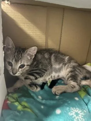 A baby small-sized female Domestic Short Hair cat named Tiny for adoption in Largo, FL