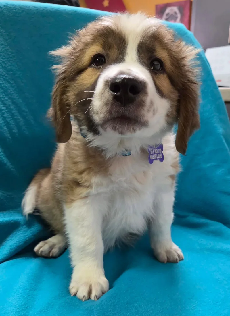 A baby medium-sized male Collie dog named Dillinger for adoption in Hillside, IL