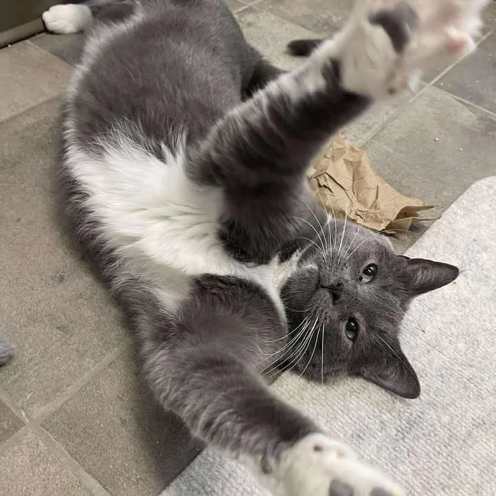 Crunchwrap Supreme thumbnail 2