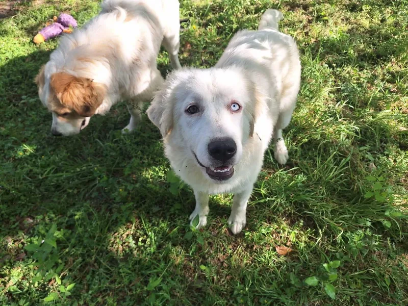 A young medium-sized female Great Pyrenees dog named Ivory for adoption in Southlake, TX
