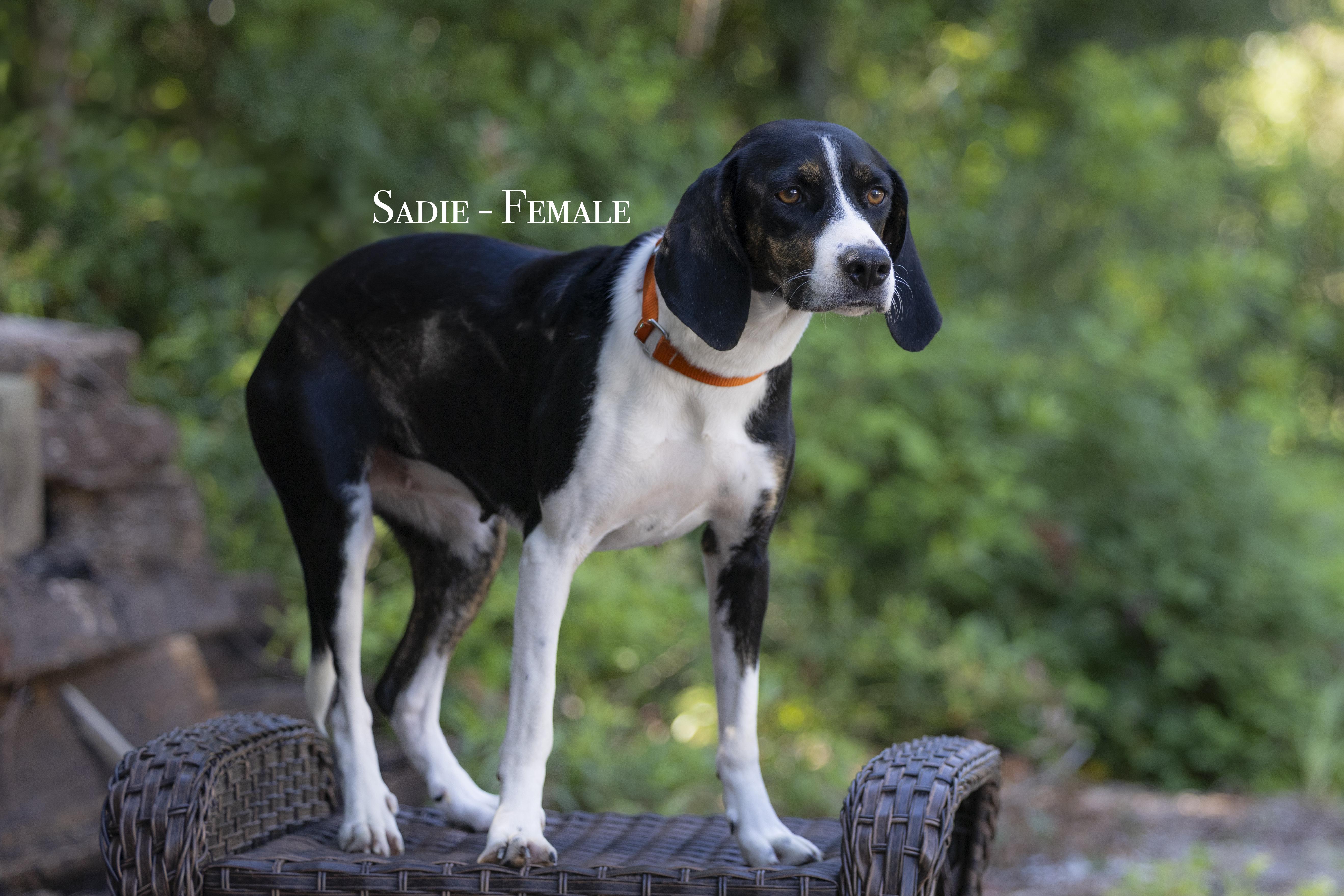 An adult medium-sized female Tricolor (Brown, Black, & White) Hound dog named Sadie for adoption in Pawleys Island, SC
