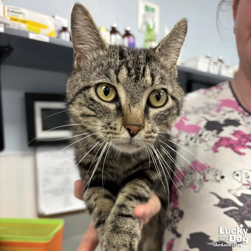 An adult medium-sized male Domestic Short Hair cat named Bullseye for adoption in Washington, DC