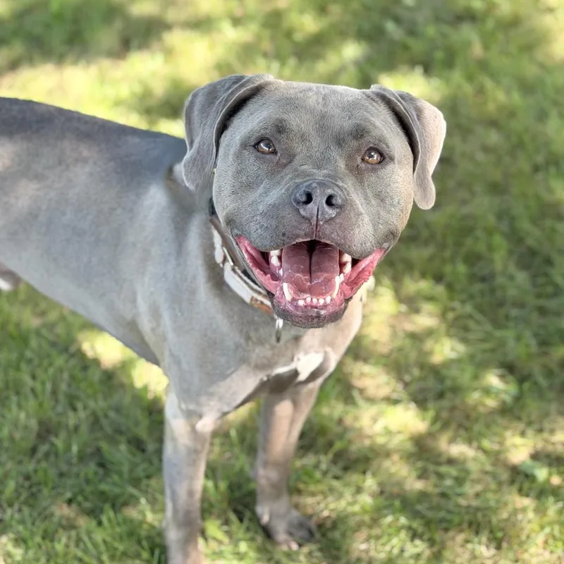 An adult large-sized male Mixed Breed dog named Poe for adoption in DeKalb, IL