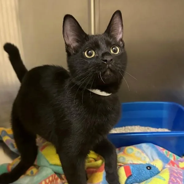 A baby small-sized male Domestic Short Hair cat named Macarena for adoption in Walnut Creek, CA