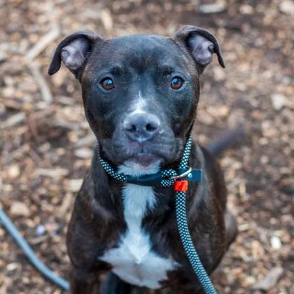 An adult medium-sized female Mixed Breed dog named Mariah for adoption in Chamblee, GA