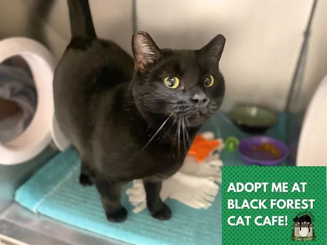 An adult medium-sized female Domestic Short Hair cat named Peaches for adoption in Fort Wayne, IN