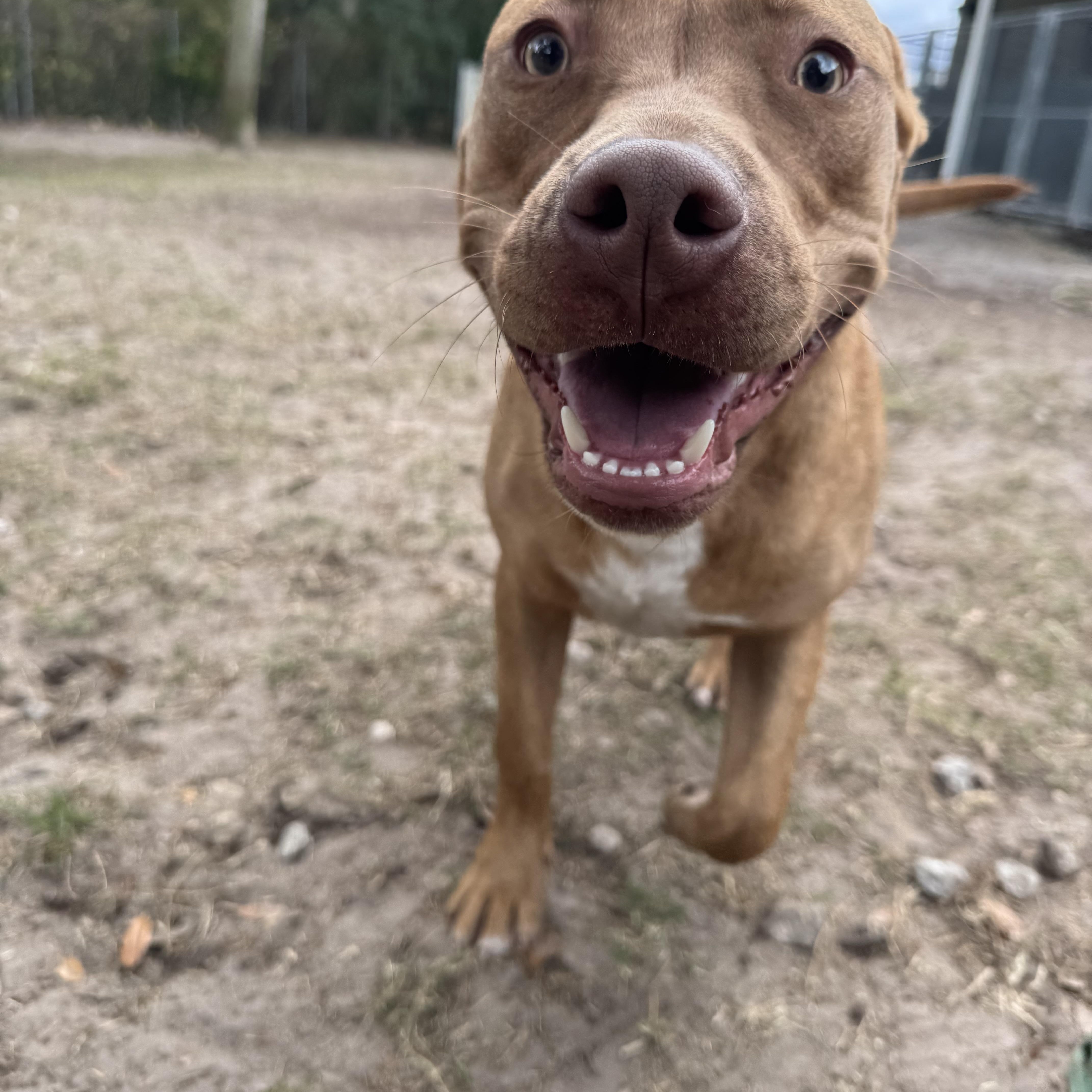 A young medium-sized male Pit Bull Terrier dog named Bruno for adoption in Maitland, FL