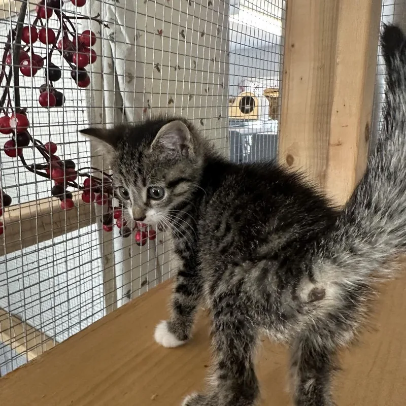 A baby small-sized female Brown / Chocolate Domestic Medium Hair cat named Keroppi for adoption in Wappingers Falls, NY