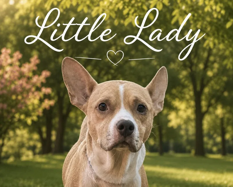 Little Lady thumbnail 5
