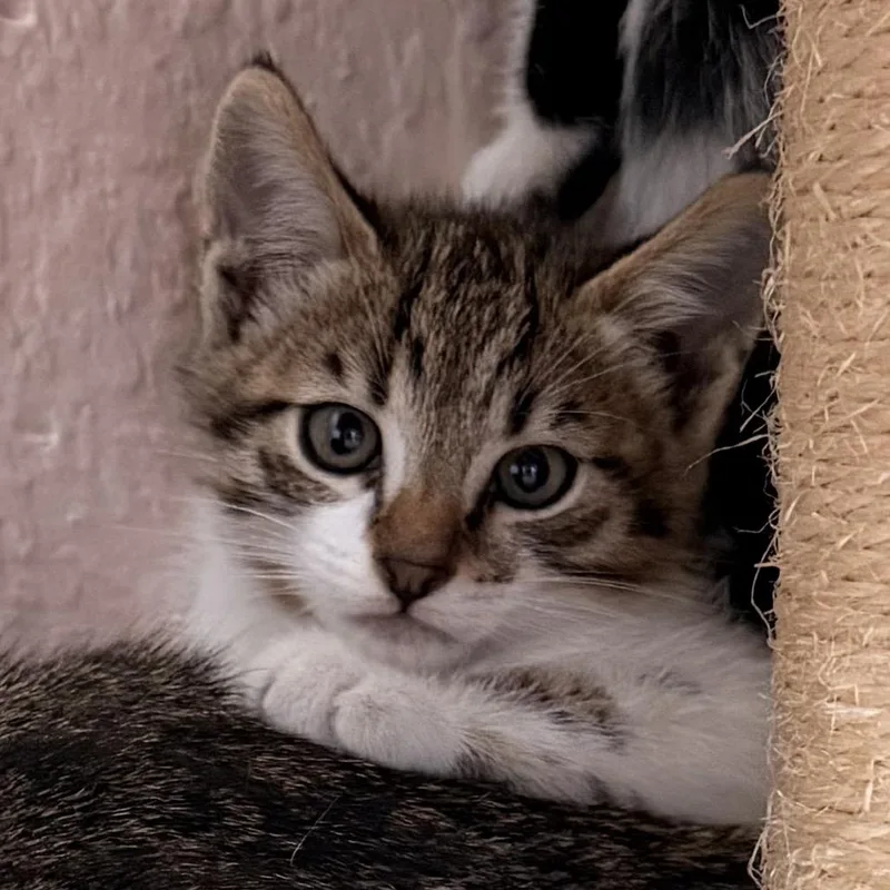 A baby small-sized male Brown / Chocolate Domestic Short Hair cat named Oak for adoption in Tustin, CA
