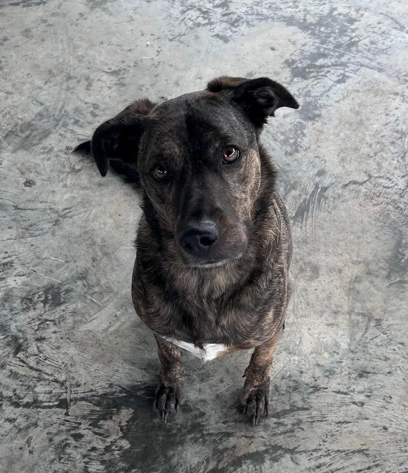 An adult medium-sized female Brindle Pit Bull Terrier dog named Lena for adoption in Edinburg, VA