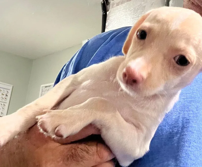 A baby small-sized male Chihuahua dog named Rocky for adoption in Labelle, FL