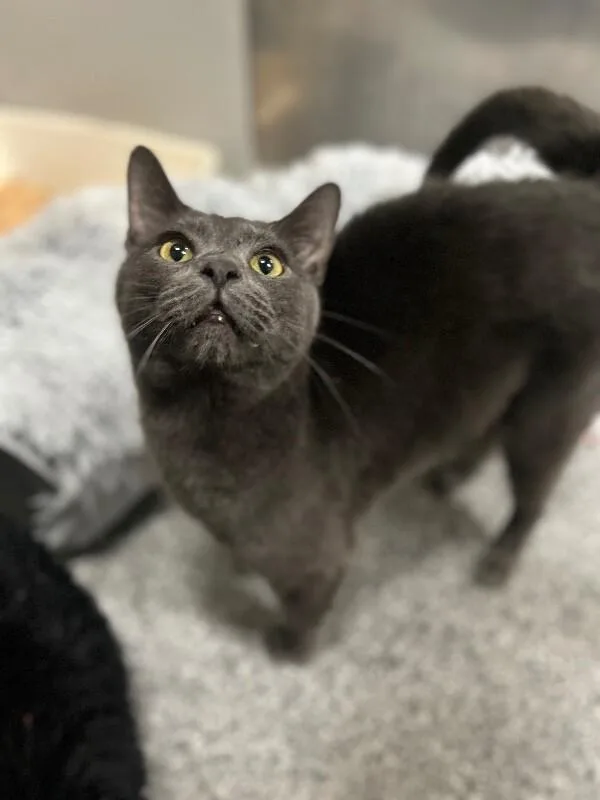 An adult medium-sized male Gray / Blue / Silver Domestic Short Hair cat named Burks for adoption in Fruit Heights, UT
