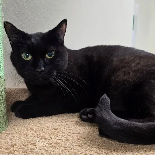 A senior medium-sized female Black Domestic Short Hair cat named Panda for adoption in Mazon, IL