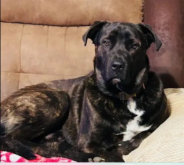 A young large-sized male Plott Hound dog named Melvin for adoption in San Antonio, TX