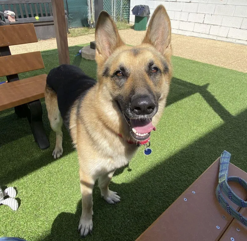 An adult large-sized male Mixed Breed dog named Rocky for adoption in Alexandria, VA