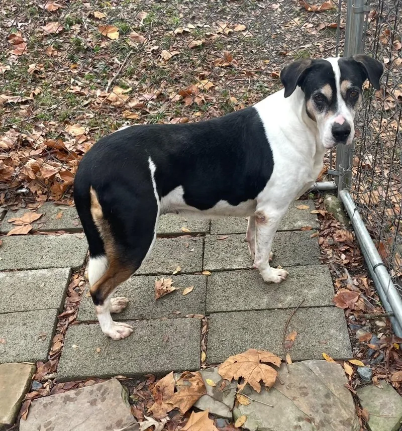 Macchiato thumbnail 2