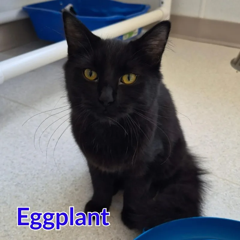 A baby medium-sized male Domestic Long Hair cat named Eggplant for adoption in North Saint Paul, MN