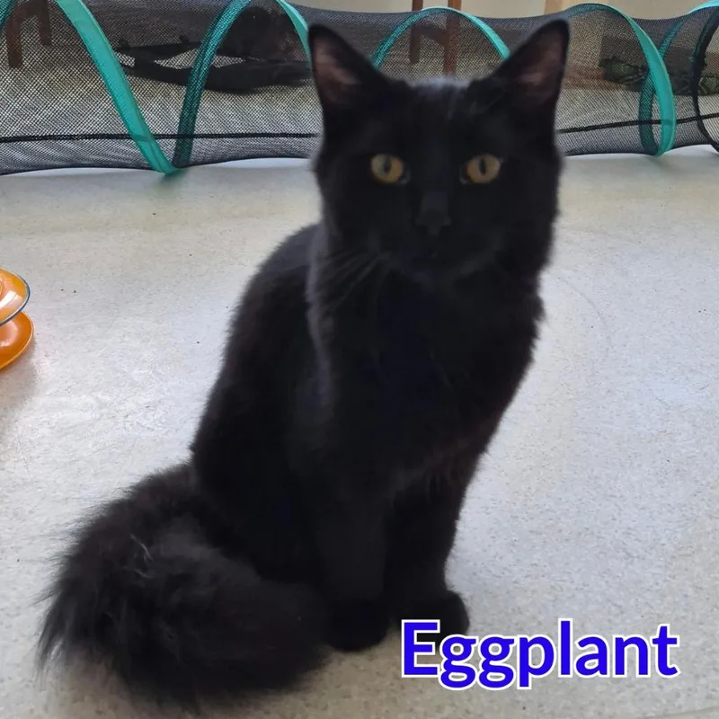 Eggplant thumbnail 2