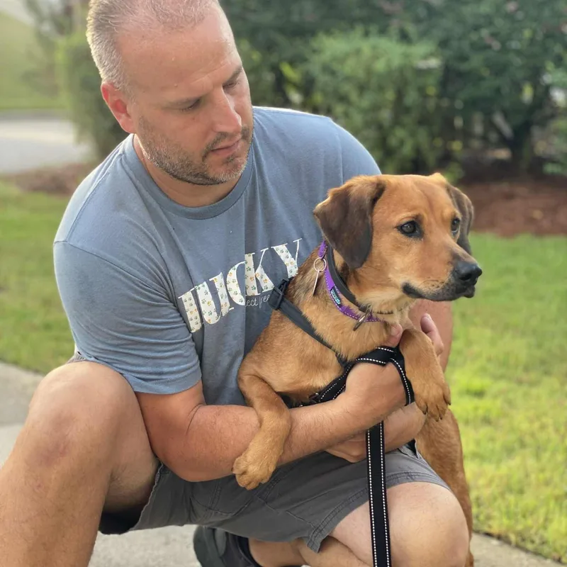 An adult medium-sized female Red / Chestnut / Orange Hound dog named Lady for adoption in Potomac, MD