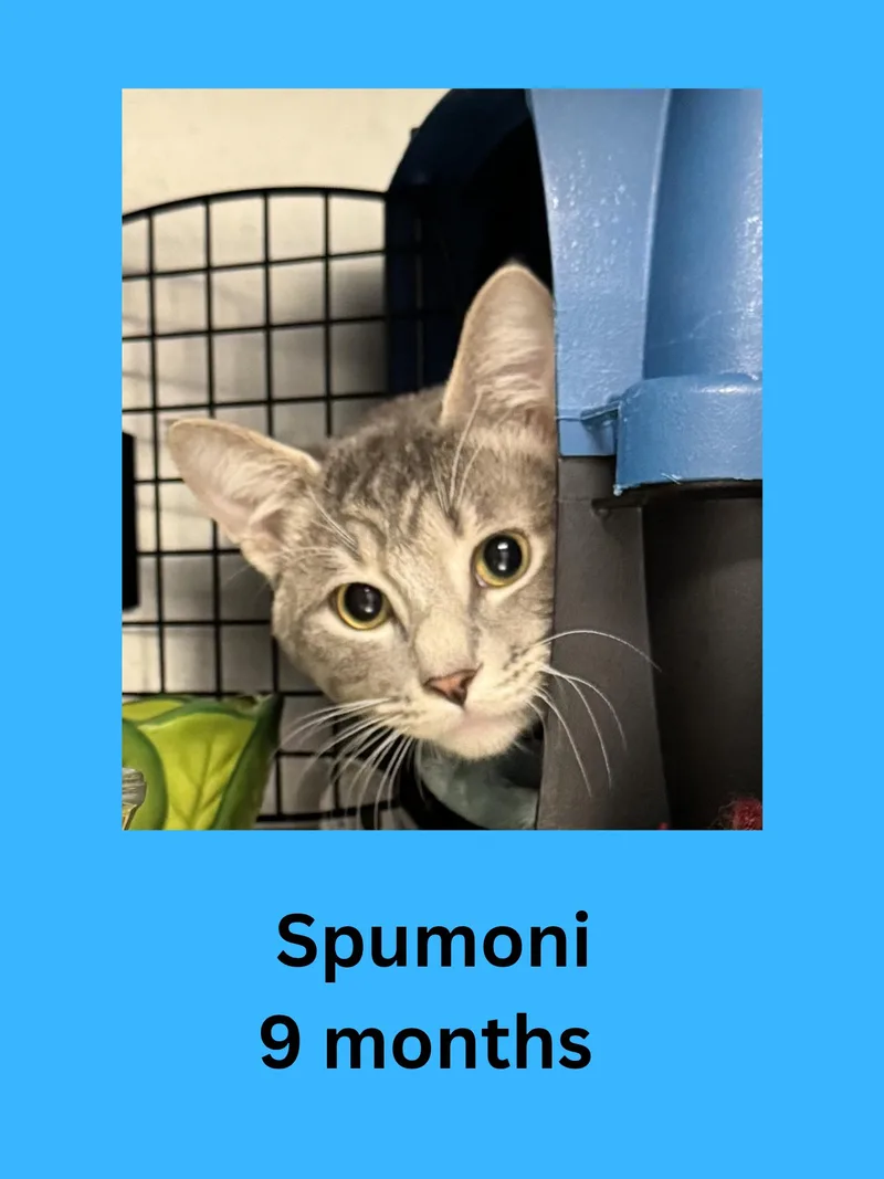 A young medium-sized male Domestic Short Hair cat named Spumoni for adoption in Ravenna, OH