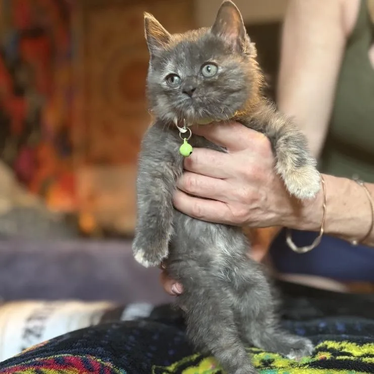 A baby small-sized female Gray / Blue / Silver Domestic Short Hair cat named Diana for adoption in Woodbridge, VA