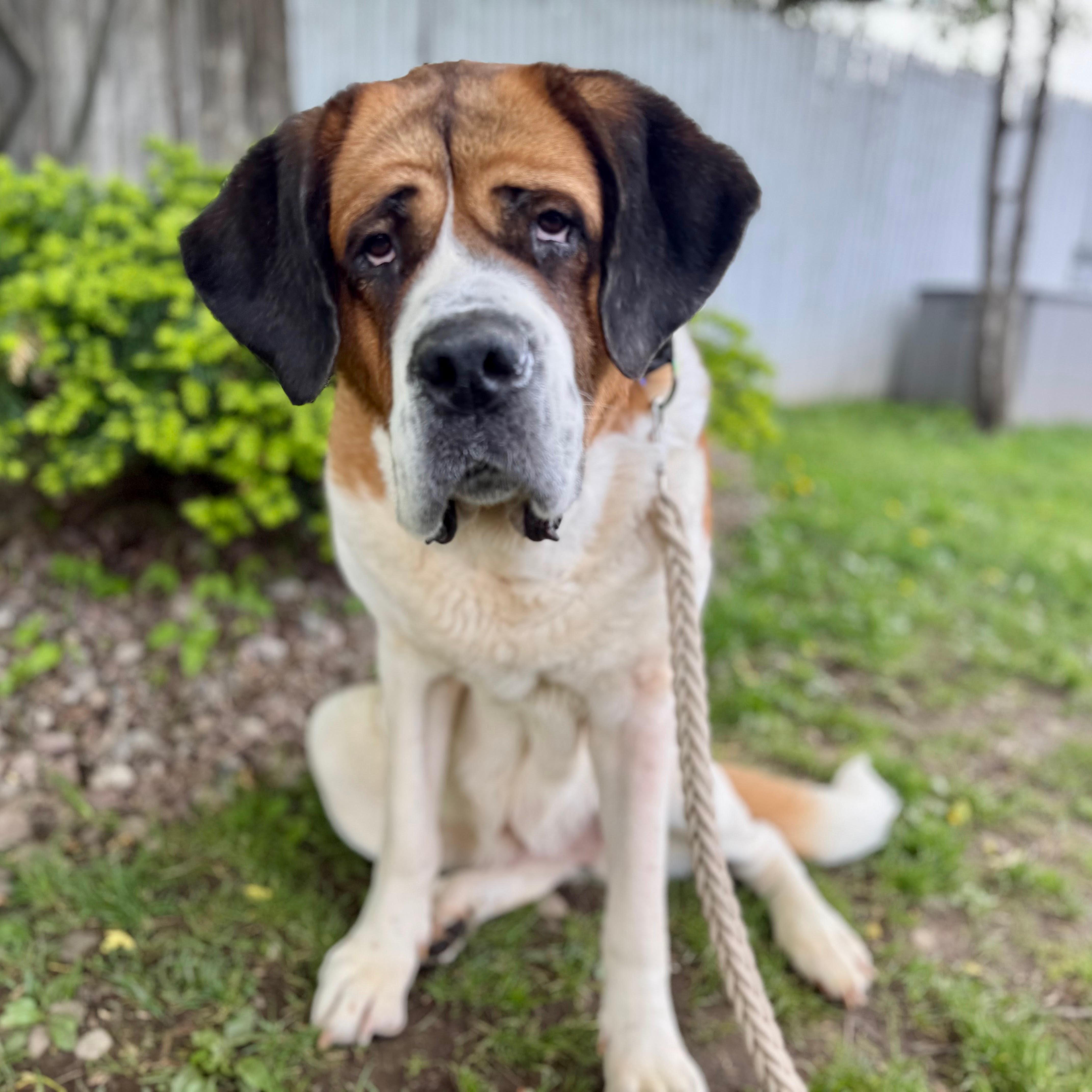 An adult extra large-sized female Brown / Chocolate Saint Bernard dog named Bailey for adoption in Syracuse, NY