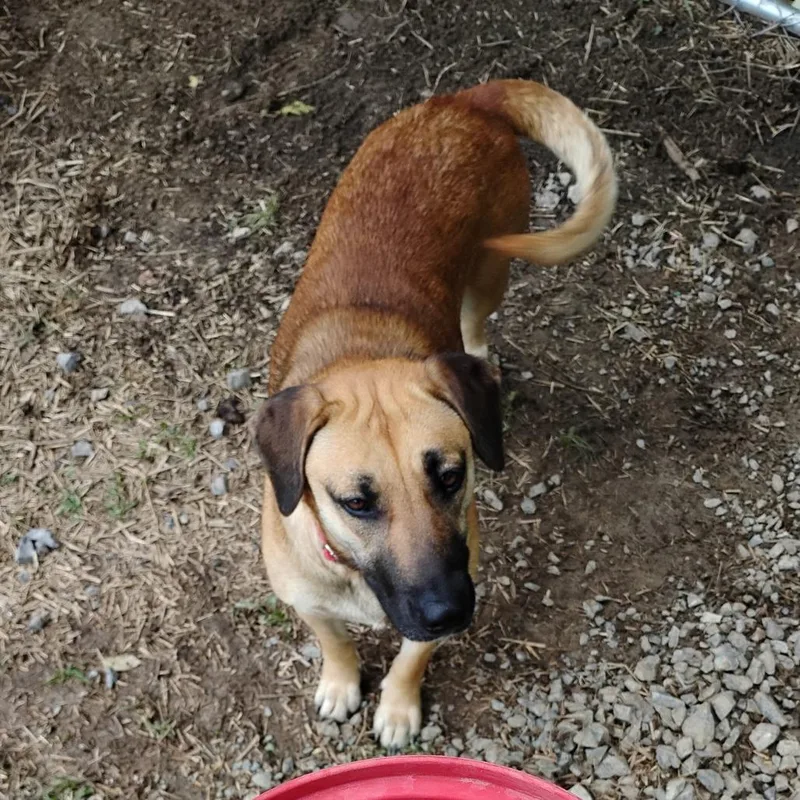 An adult medium-sized female Yellow / Tan / Blond / Fawn Mixed Breed dog named Rhea for adoption in Trenton, GA