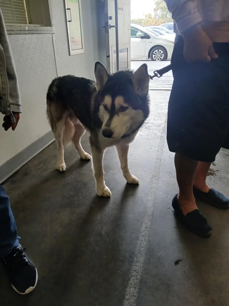 An adult large-sized male Siberian Husky dog named Lobo for adoption in Los Angeles, CA
