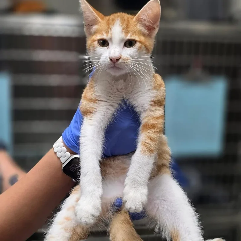 A baby small-sized male Orange / Red Domestic Short Hair cat named Simon for adoption in Kerrville, TX