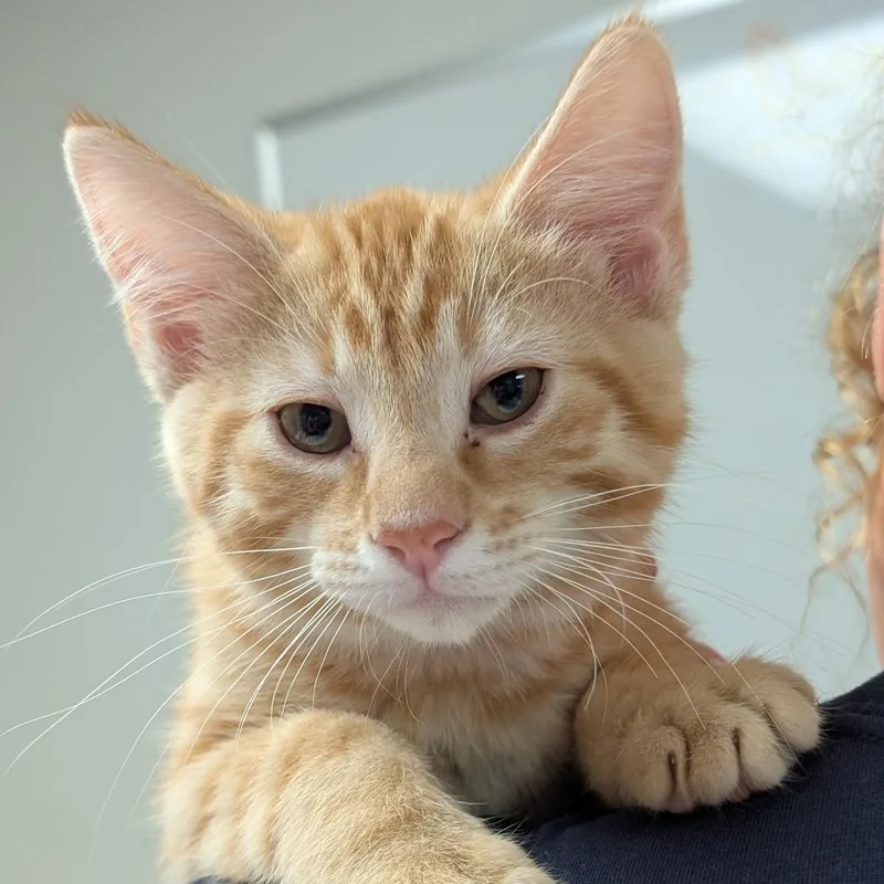 A baby small-sized male Orange / Red Domestic Short Hair cat named Checkers for adoption in Canton, IL