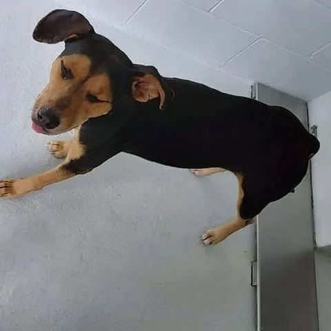 A young medium-sized female Brown / Chocolate Mixed Breed dog named Lacie for adoption in Bastrop, TX