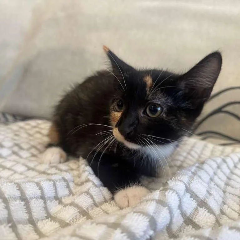 A baby small-sized female Tortoiseshell Domestic Short Hair cat named Dill for adoption in Long Beach, CA