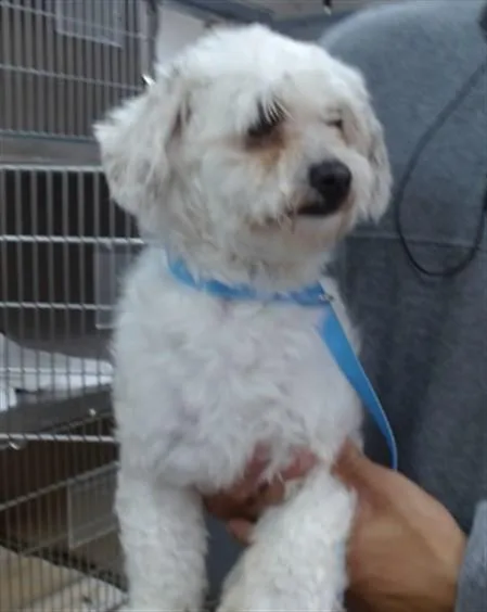 A young small-sized male Maltese dog named Bobby for adoption in Salinas, CA